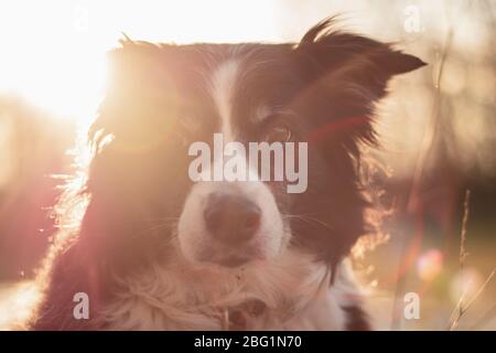 Black and White Border Collie Poses for Portrait Outdoors in Countryside with Sunset Behind Stock Photo