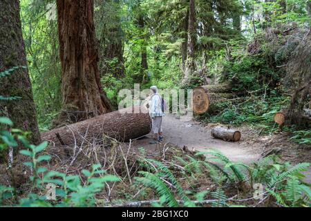 The Hall of Mosses Trail in the Hoh Rain Forest of Olympic National Park is lined with old trees, mostly bigleaf maples and Sitka spruces draped in mo Stock Photo