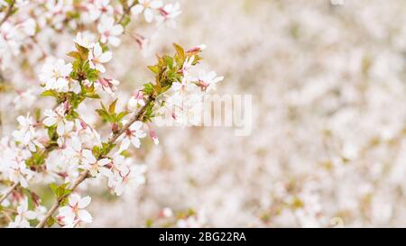 Branch with blossoms Sakura. Abundant flowering bushes with pink buds cherry blossoms Stock Photo