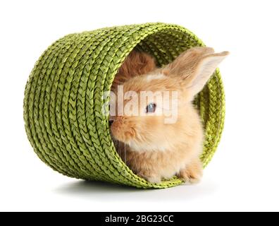 Fluffy foxy rabbit in wicker basket isolated on white Stock Photo