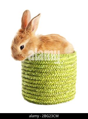Fluffy foxy rabbit in wicker basket isolated on white Stock Photo
