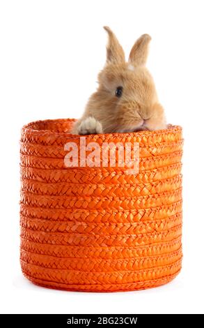 Fluffy foxy rabbit in wicker basket isolated on white Stock Photo