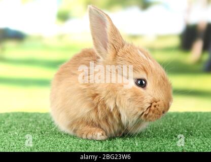 Fluffy foxy rabbit on grass in park Stock Photo