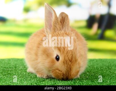 Fluffy foxy rabbit on grass in park Stock Photo