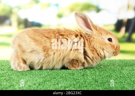 Fluffy foxy rabbit on grass in park Stock Photo