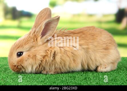 Fluffy foxy rabbit on grass in park Stock Photo