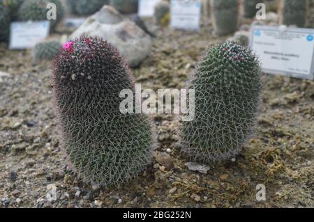 Two small oval Mammillaria cacti with sharp geometric white spines growing in the sandy soil of a botanical greenhouse. Stock Photo