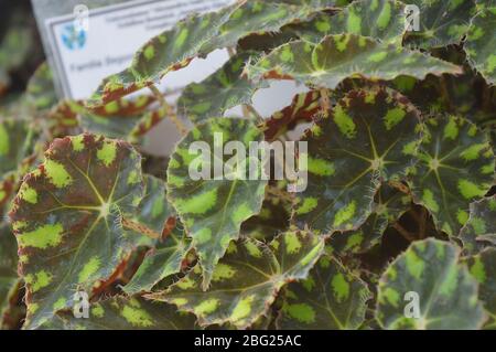 Lush patterned leaves of tiger begonia plants with striking green and dark bronze variegation in a greenhouse. Stock Photo