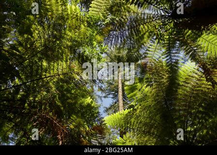 View from below of a dense canopy of native New Zealand bush Stock Photo