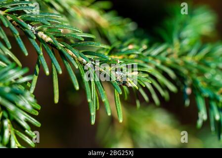 green prickly branches of a fur-tree or pine. Stock Photo