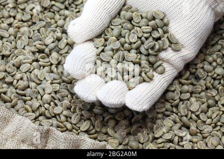 green unroasted coffee beans on work glove Stock Photo