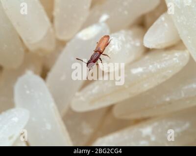 Macro Photography of Sawtoothed Grain Beetle on Raw Rice Stock Photo