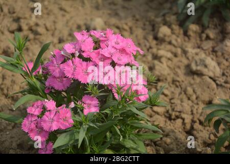 Close up of some beautiful Dianthus Baby Doll ( Dianthus Chinensis) flowers growing in garden with leaves and soil, selective growing Stock Photo
