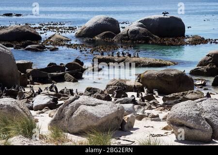 Penguin Colony Boulder's Beach South Africa Stock Photo