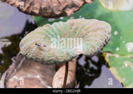 Dragon-fly at a beautiful tropical pond or lake with aquatic plants in the Perdana Botanical Garden, Kuala Lumpur, Malaysia. Stock Photo
