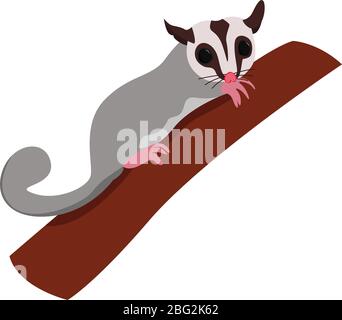 Sugar glider, illustration, vector on white background Stock Vector