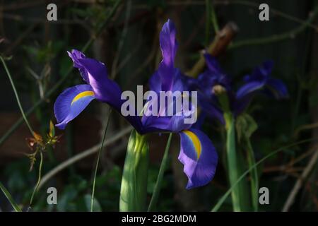 IRIS x hollandica Sapphire Beauty A tall blue dutch flower Stock Photo