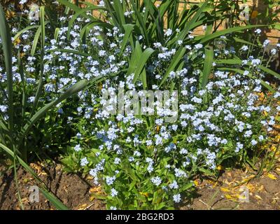 A clump of forget-me-nots create a pale blue haze in the springtime border of an English garden. Stock Photo
