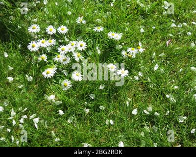 Any patch of grass in the English countryside may have a cluster of sunny white and yellow daisies; considered a weed if it grows in the garden lawn. Stock Photo