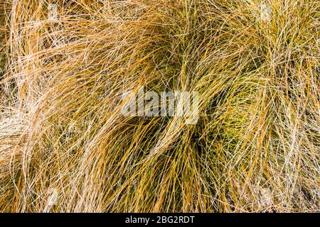 A close view of the tangled leaves of ornamental grass New Zealand Hair Sedge Carex testacea Stock Photo