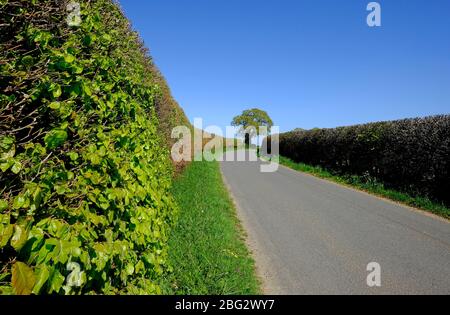 tall spring hedgerow on country lane, north norfolk, england Stock Photo