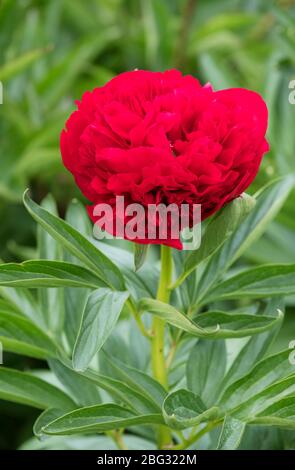 Single deep red bloom of Paeonia 'Red Charm' peony 'Red Charm' Stock Photo