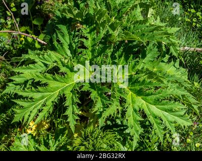 Cabbage-spotted thistle Cirsium oleraceum in a park Stock Photo