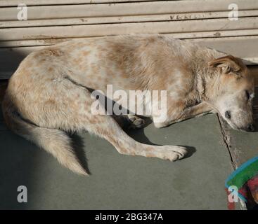 White and Brown Homeless stray dog is sleeping in warm sunlight on the warm cement floor outside a closed shop. An abandoned snoozing street dog. Stock Photo