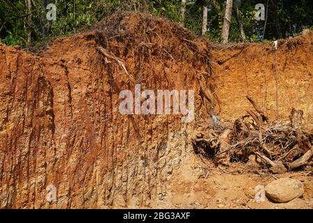 Deforestation close up with roots, rocks showing in sunlight. Red and yellow rocks where soil was dug from forest using an excavator in construction s Stock Photo