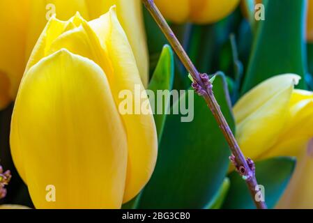 yellow tulip flower close up macro selective focus blur Stock Photo