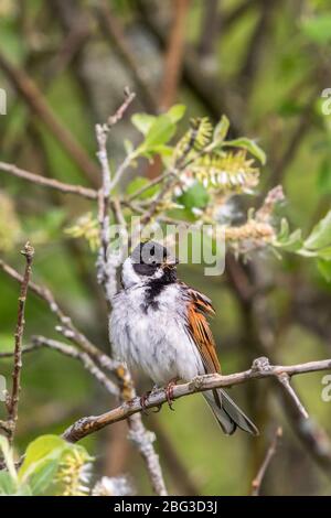 Close up of a Reed Bunting sitting in a bush Stock Photo