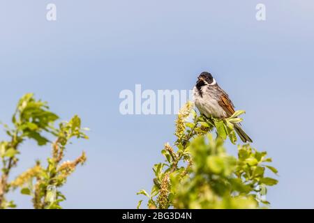 Reed Bunting sits in a tree Stock Photo