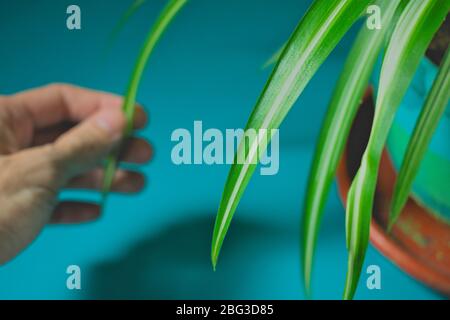 Plant photos with turquoise background ornamental plants of a winter garden Stock Photo