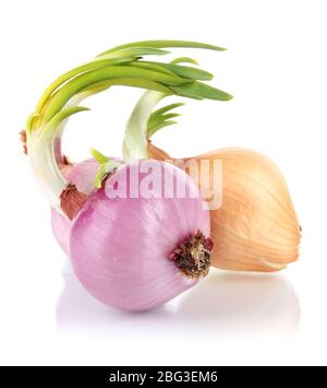 Sprouting onions isolated on white Stock Photo