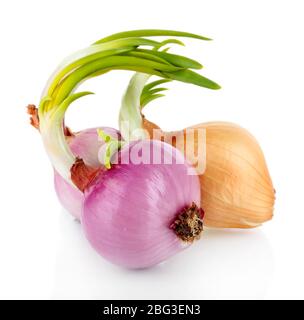 Sprouting onions isolated on white Stock Photo