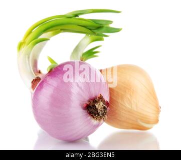 Sprouting onions isolated on white Stock Photo