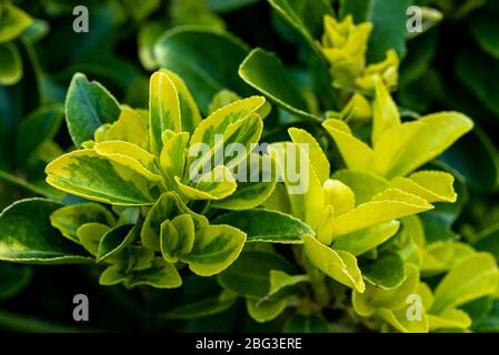 Euonymus Japonicus Ovatus Aureus, Euonymus japonicus Marieke,Euonymus japonicus Aureovariegatus,Celastraceae Stock Photo