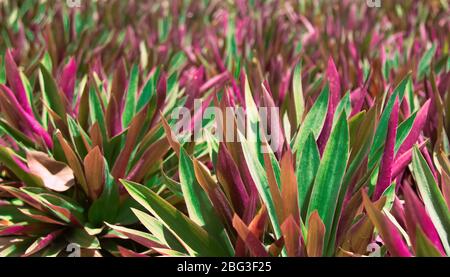 Colorful floral natural background with blur and depth of field of tradescantia spathacea or Boat or Oyster lily plant Stock Photo