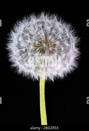 fluffy white dandelion seed head on a black background with green stem , vertical Stock Photo