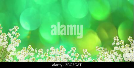 Sunny background with small white flowers. Arabis on green bokeh defocused lights. Stock Photo