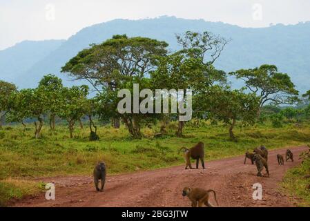 Monkeys on a red dirt road in Arusha national park Tanzania