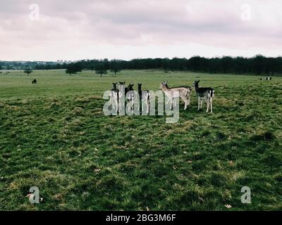 Herd of deer in Richmond Park, Richmond upon Thames, London, England, UK Stock Photo