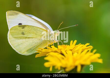 Pieris rapae small white butterfly feeding nectar from pink purple flowers in a colorful meadow. Bright natural sunlight, vibrant colors, selective fo Stock Photo