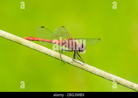 Sympetrum sanguineum ruddy darter male with red colored body hanging on vegetation. Resting in sunlight in a meadow. Stock Photo