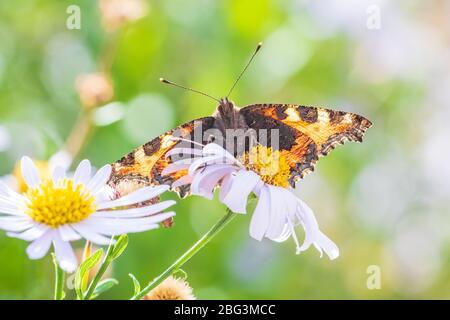 Small tortoiseshell Aglais urticae butterfly spread wings detailed top view closeup. Pollinating on white flowers in a vibrant colored meadow, natural Stock Photo
