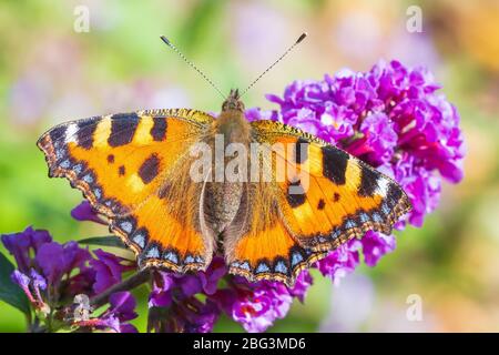 Small tortoiseshell Aglais urticae butterfly wings open detailed top view closeup. Pollinating on purple buddleja flowers, natural sunlight, selective Stock Photo