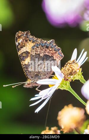 Small tortoiseshell Aglais urticae butterfly closed wings detailed side view closeup. Pollinating on white flowers in a vibrant colored meadow, natura Stock Photo