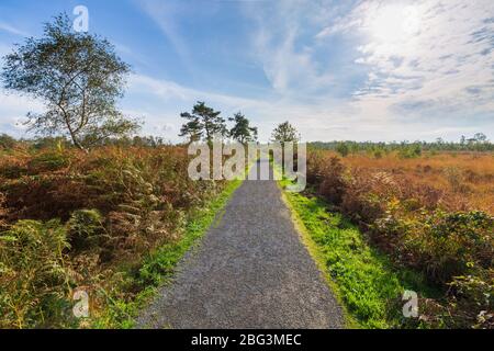 Moorland, peat moss landscape at national park de Groote Peel, Limburg, the Netherlands. Autumn scenery under a sunny blue sky. Natural light, high dy Stock Photo