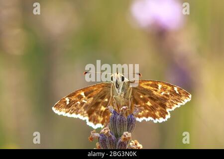 Dingy skipper Erynnis tages butterfly pollinating in purple blooming lavender flowers. Stock Photo