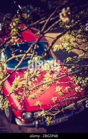 Classic Car Alfa Romeo Springtime with Pear Blossoms Stock Photo